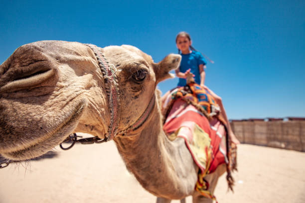 istock Young Girl Enjoying Riding a Camel in Egypt 1040935212