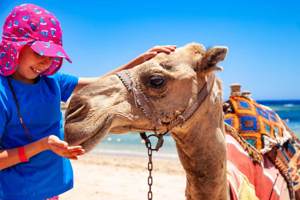istock Happy Young Girl Bonding With a Camel in Egypt 1040935220