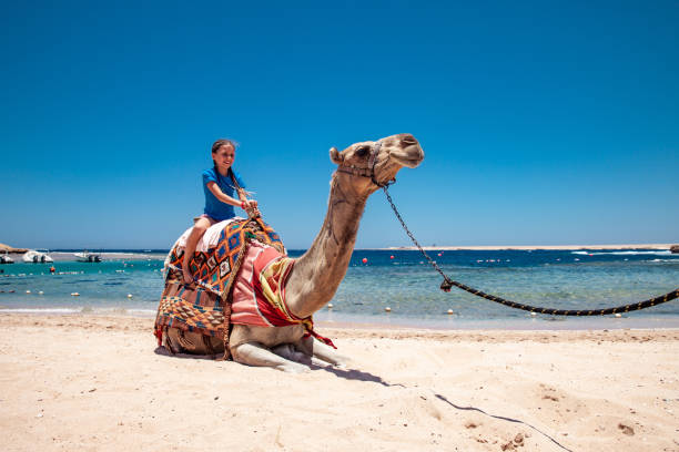 istock Happy Young Girl Riding a Camel 1040935230