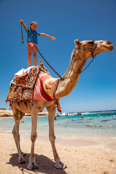 istock Young Girl Riding a Camel Standing Up 1040935236