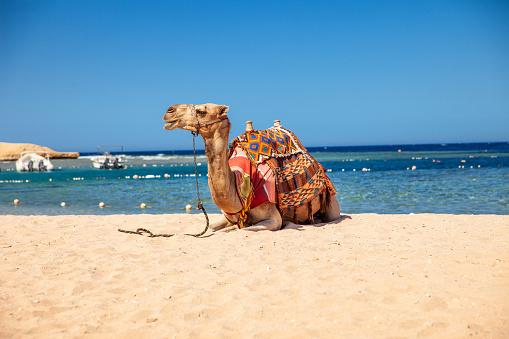 Camel sitting on a Beach in Egypt.