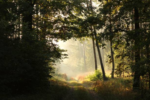 istock Country road through the forest 1040936872