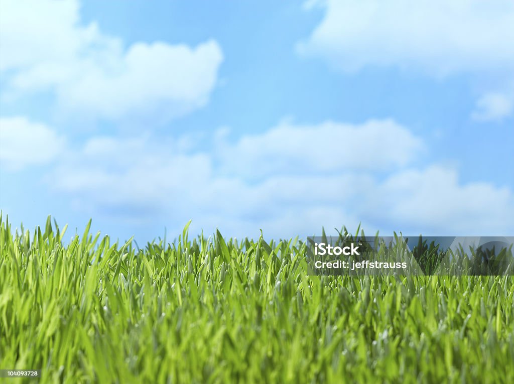 green grass  Agricultural Field Stock Photo