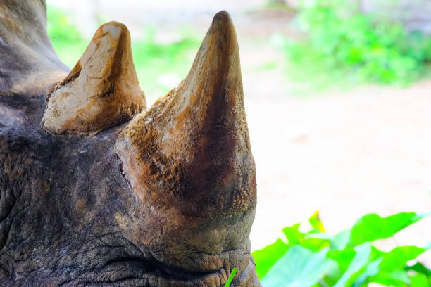 Armored Rhinoceros - Great Indian Rhinoceros