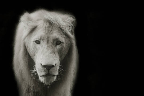 istock Close up lion with black background. 1040941284