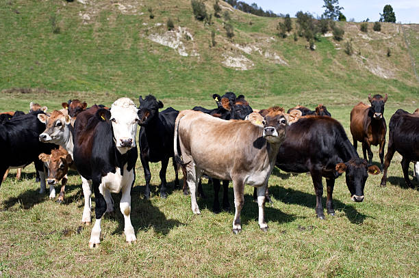 istock New Zealand cows 104094369