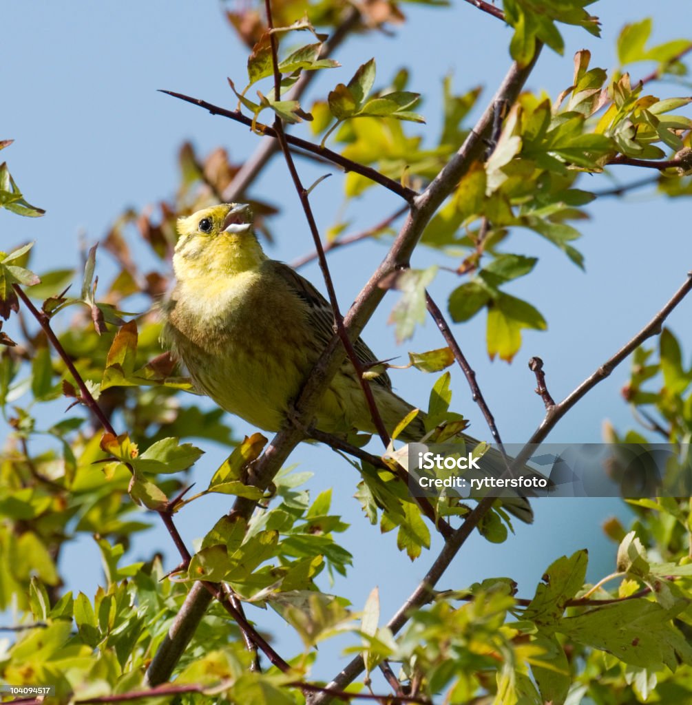 Singing Yellowhammer  Bird Stock Photo