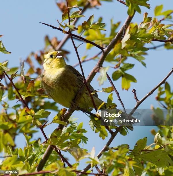 Singing Yellowhammer Stock Photo - Download Image Now - Bird, Color Image, Hedge