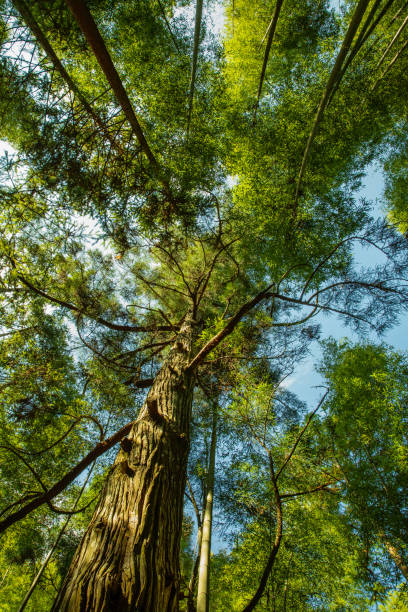 istock Kyoto, Japan at the bamboo forest. 1040949928