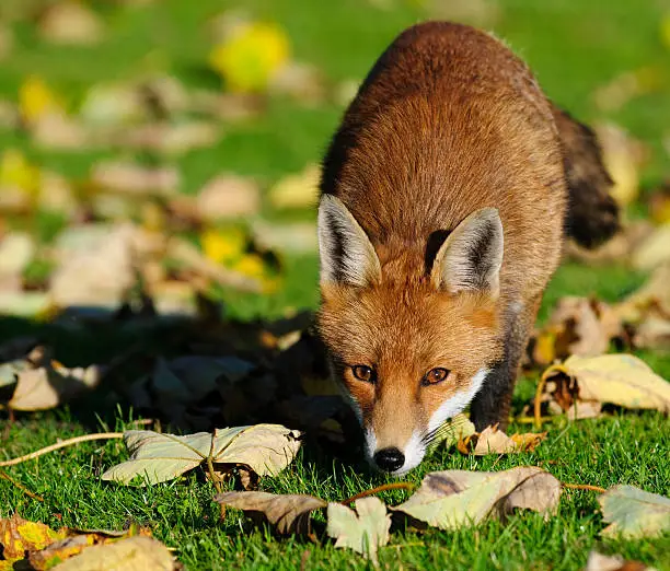 Photo of Sneaking fox