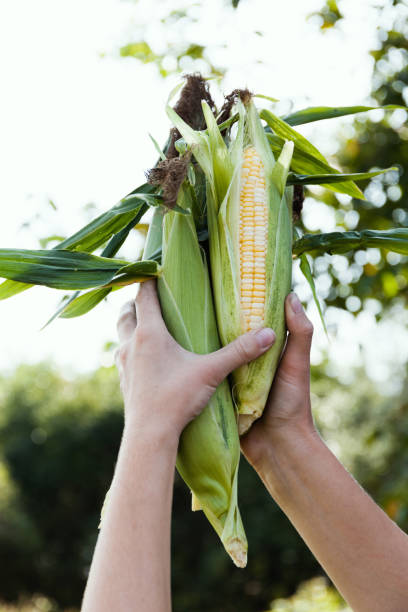 istock Organic fresh sweet corn in female hands. Corn farming 1040950480