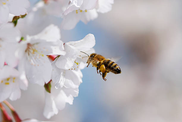 istock Honeybee flying towards white flowers 104095628