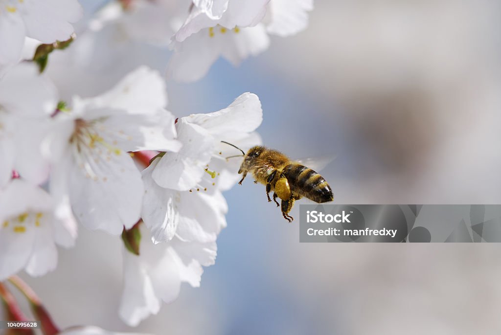 Honeybee flying towards white flowers Flying honeybee collecting pollen at cherry blossoms. Flower Stock Photo