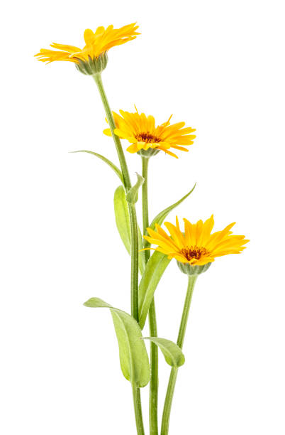 istock Marigold flowers with leaves isolated on white background. Calendula officinalis. 1040956414