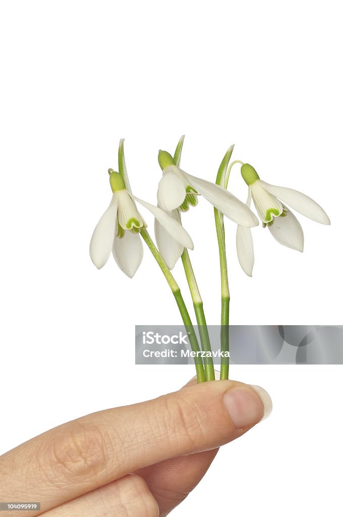 Snowdrops  Adult Stock Photo