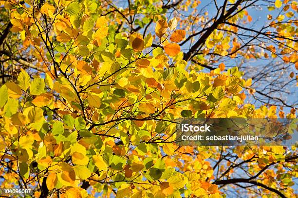 밝은 채색기법 너도밤나무 휴가를 아늑함 단궤 0명에 대한 스톡 사진 및 기타 이미지 - 0명, 가을, 나무