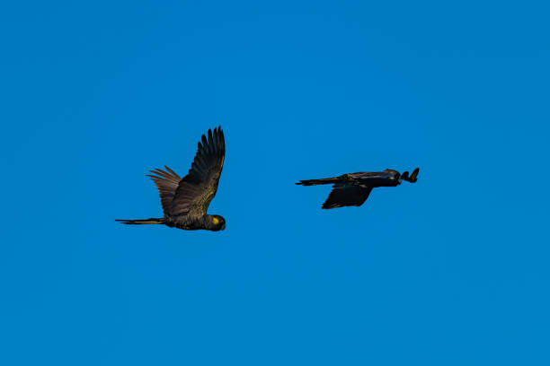 istock Yellow-tailed Black Cockatoos in flight 1040961618