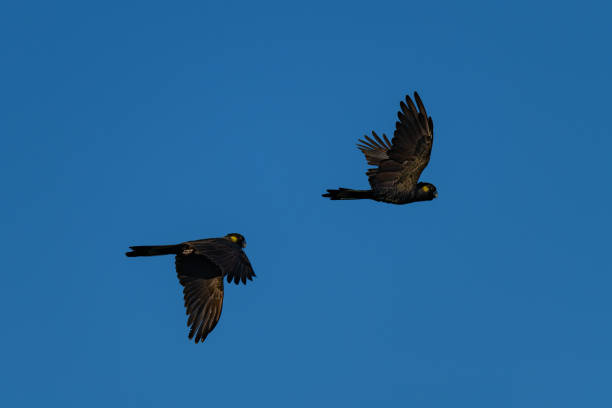 istock Yellow-tailed Black Cockatoos in flight 1040962030