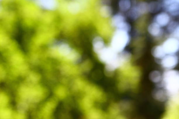 istock Bokeh natural green blurred background. Park with trees on a sunny summer day. 1040962048
