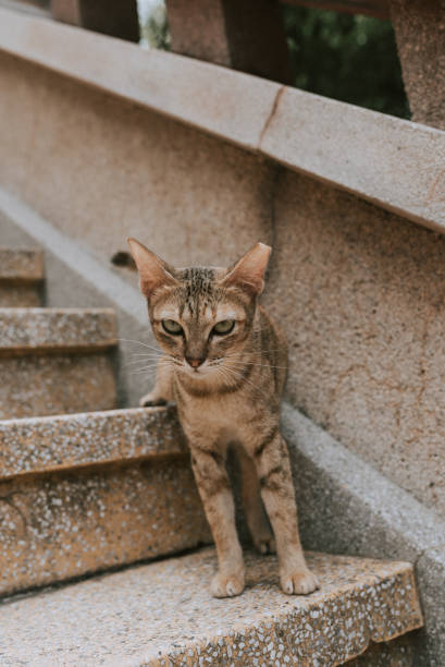 istock Cat in the stairs 1040965034