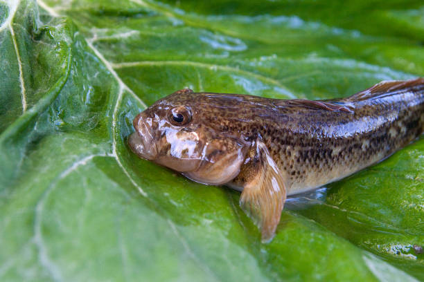 Close up view of freshwater bullhead fish or round goby fish just taken from the water on big green leaf. Freshwater bullhead fish or round goby fish known as Neogobius melanostomus and Neogobius fluviatilis pallasi just taken from the water. Close up view of raw bullhead fish called goby fish on big green leaf. trimma okinawae stock pictures, royalty-free photos & images