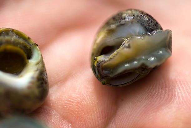 istock Close-up of a man's hand holding seashells 104096589