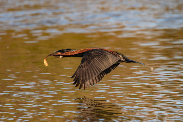 istock Little Black Cormorant in Flight 1040966556