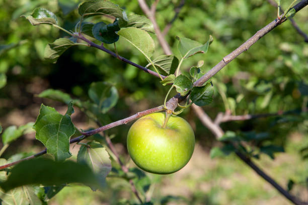 istock Shiny delicious apples hanging from tree branch in an apple orchard. 1040966682
