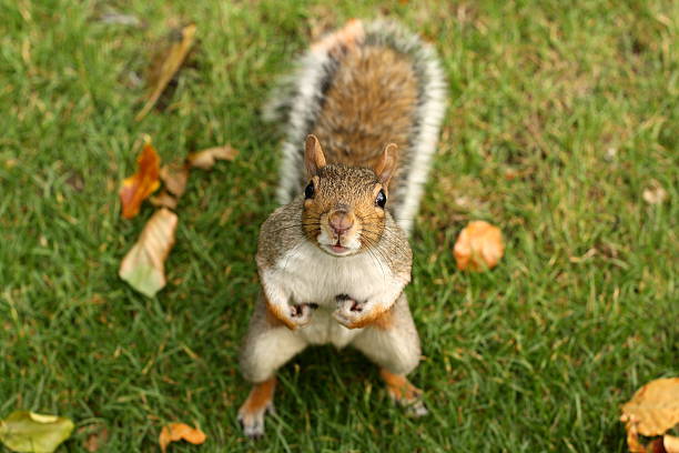 Squirrel Holding Nuts On Grassy Field Stock Photo - Download Image Now -  Squirrel, Humor, Autumn - iStock