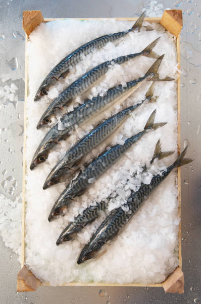 istock Mackerels stacked in a wooden box with ice 1040969620