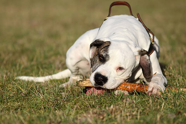 White Friend  dogo argentino stock pictures, royalty-free photos & images