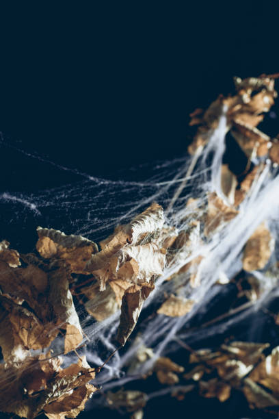 istock dry branch with leaves in spider web in darkness, halloween background 1040971092