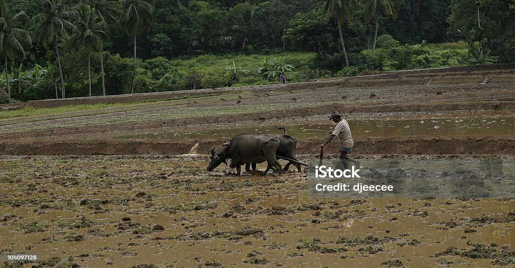 Sri Lanka agriculteur - Photo de Sri Lanka libre de droits