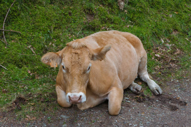 istock cow resting in the forest 1040971554