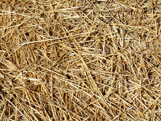 istock Field of hay 104097177