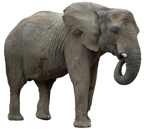 아프리카코끼리 식사 프로필 보기 - african elephant 뉴스 사진 이미지