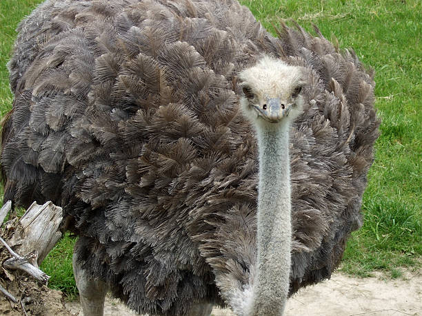 istock Ostrich ooking at the camera 104097386