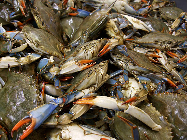 istock Stack of blue crabs coming from a good fishing day 104097390