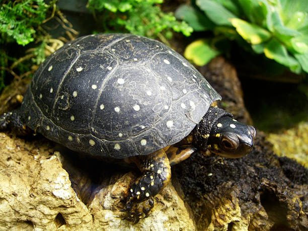 istock Turtle climbing a rock with plants in background 104097402