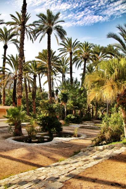 istock Beautiful and leafy municipal park in Elche between palm trees 1040974404