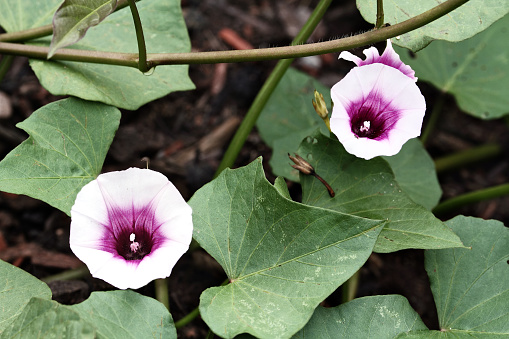 Sweet potato flowers blooming amidst the plants vines and leaves in an organic garden.