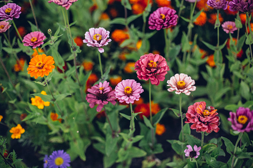 Common Zinnia or Zinnia elegans is one of the most famous flowering annuals of the genus Zinnia