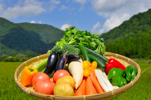 istock Rural landscape and vegetables 1040977142