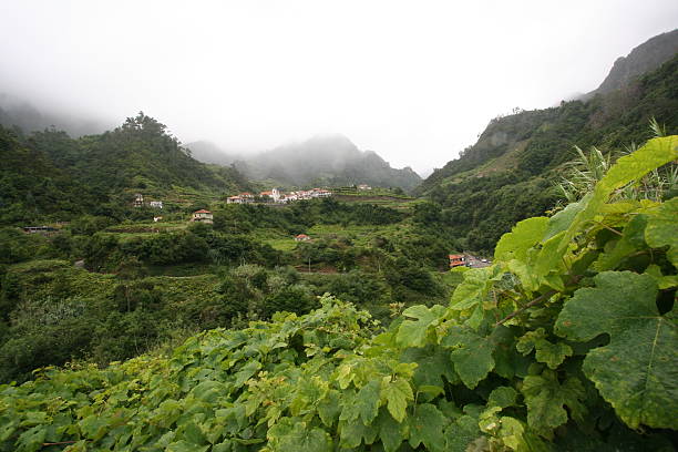 Madeira Island - Wine lands & fog stock photo