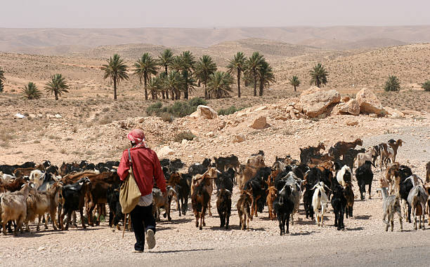 tunesien-nahe matmata - tunisia goat bedouin herder stock-fotos und bilder