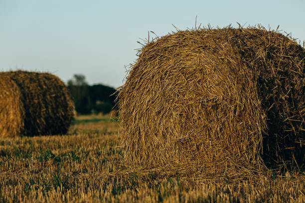 istock Round bales of straw 1040980044