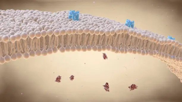Photo of Cell membrane lipid bi-layer with receptors