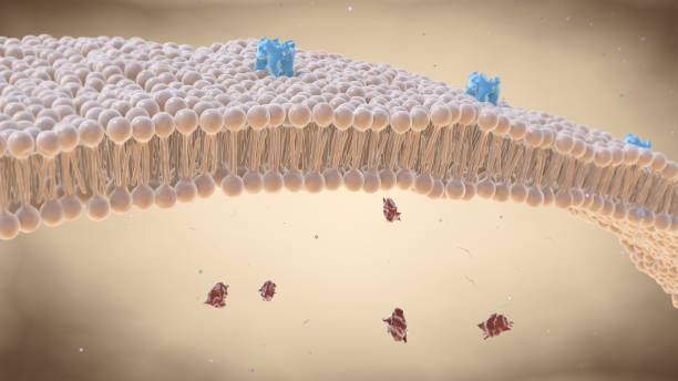 cell membrane lipid bi-layer with receptors - membrana celular imagens e fotografias de stock