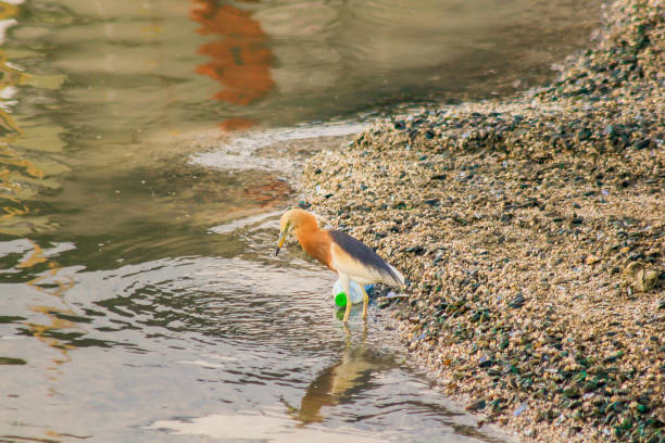 Javan Pond Heron was walking by the water to find food.