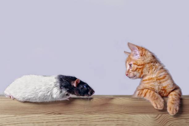 istock Cute cat looking curious to a rodent. Side view with gray background. 1040986118